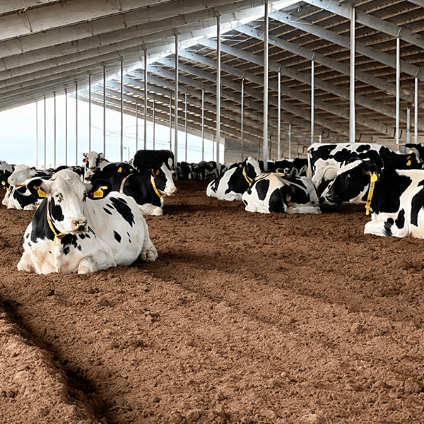 Imagen de Patios de comida tambos