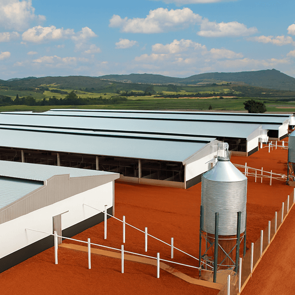 Imagen de Línea porcina